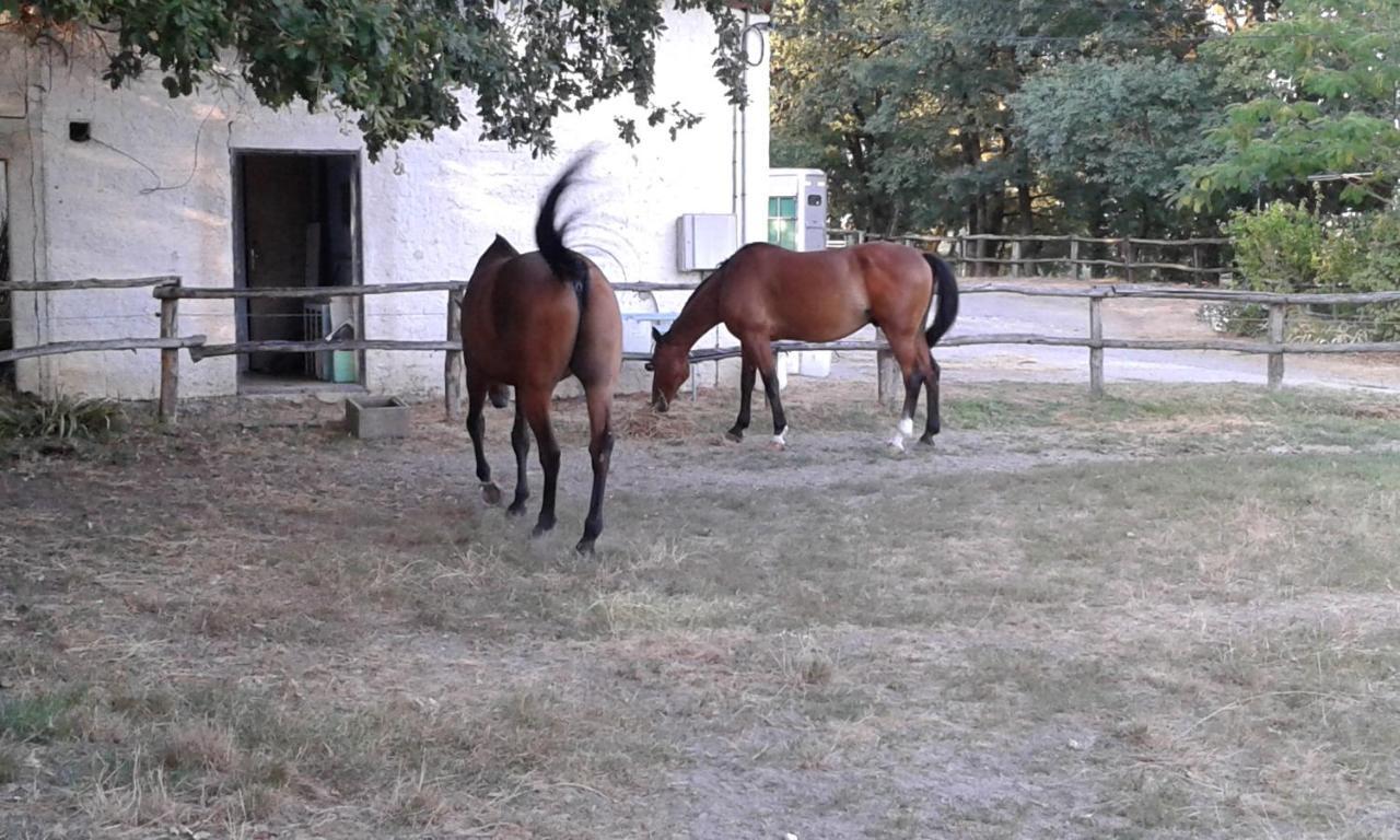 Ferme Equestre Des Abrons Holiday home